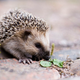 Illustration for article titled So This is What Hedgehog Snoring Sounds Like